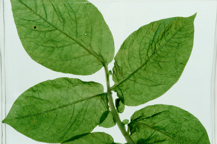 Vloeistofpreparaat gezond blad aardappelplant