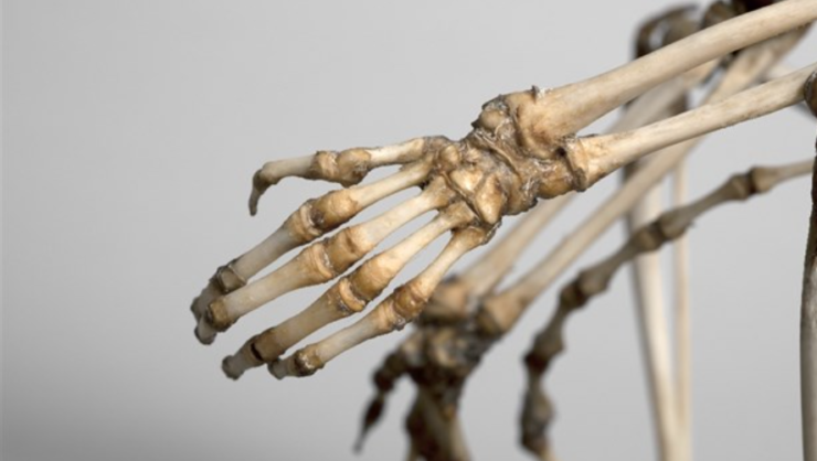 Zoölogie hand skelet 