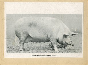 Grootyorkshirevarken