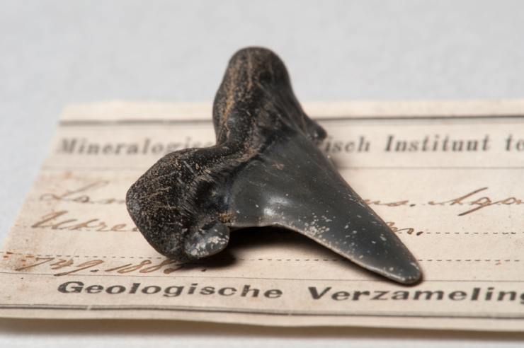 Fossiele haaientand uit een boring in Utrecht