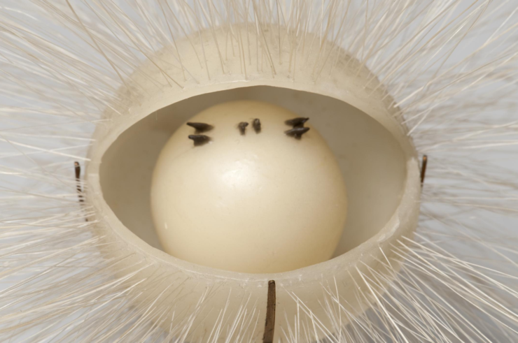 Embryologie wasmodel van een embryo van een lintworm