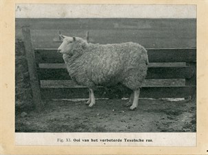 Ooiverbeterdtexelsras