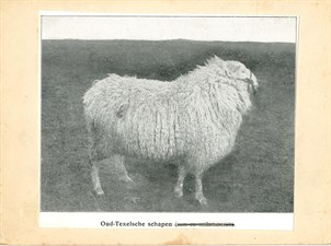Oudtexelseschapen