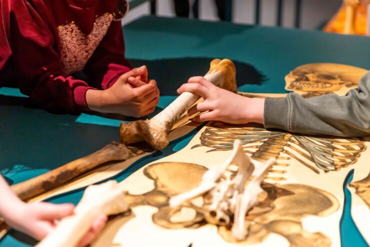 Leerlingen onderzoeken tijdens de bottenworkshop