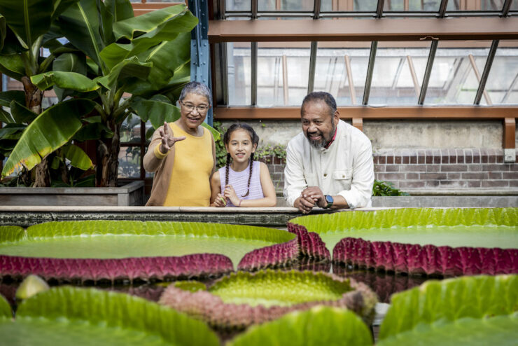 De Victoria amazonica in de kassen Oude Hortus