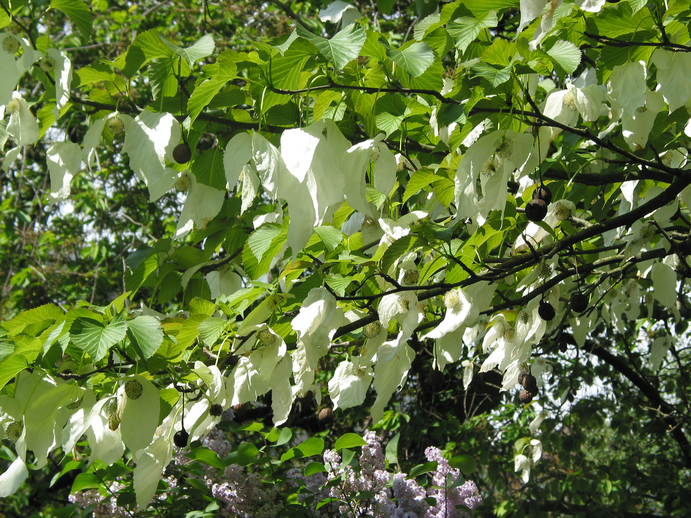 Bloeiende vaantjesboom in de Oude Hortus