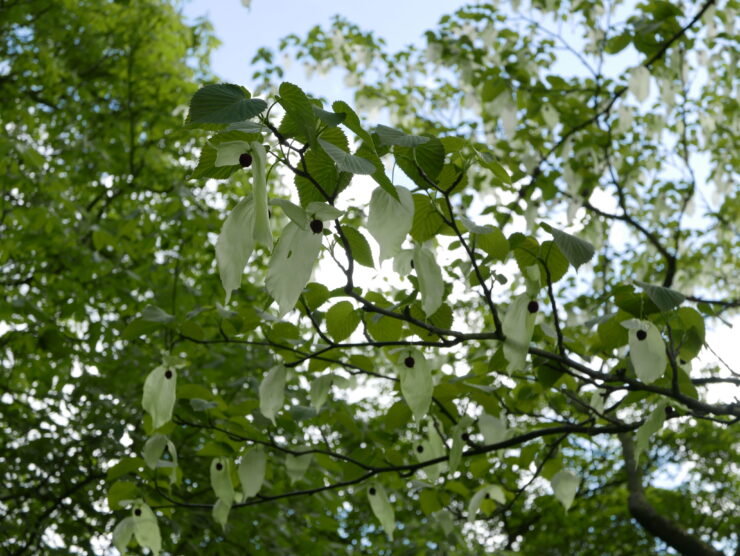 Vaantjesboom
