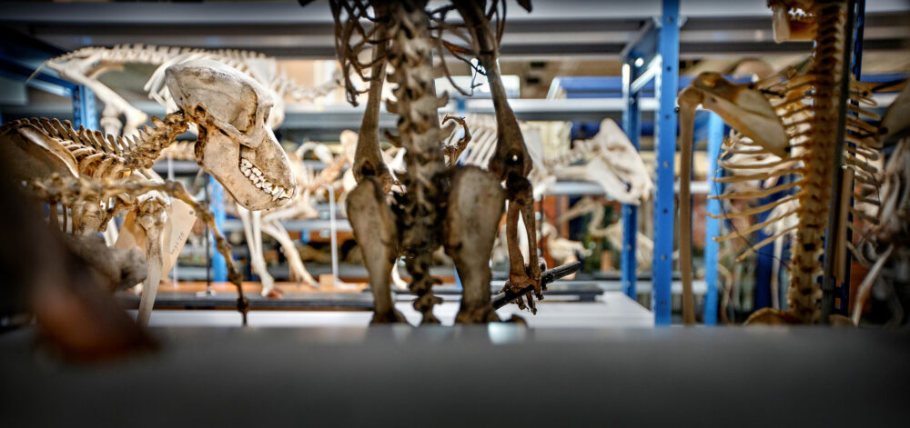 Depot Universiteitsmuseum