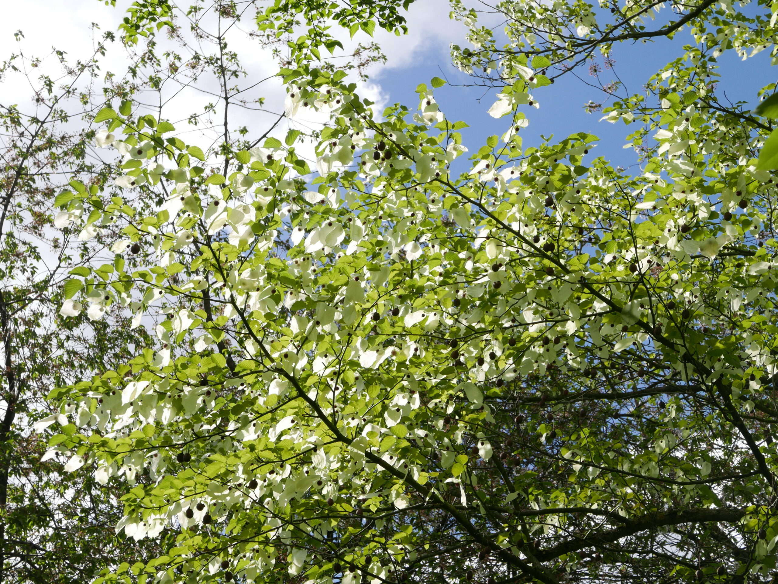 Vaantjesboom
