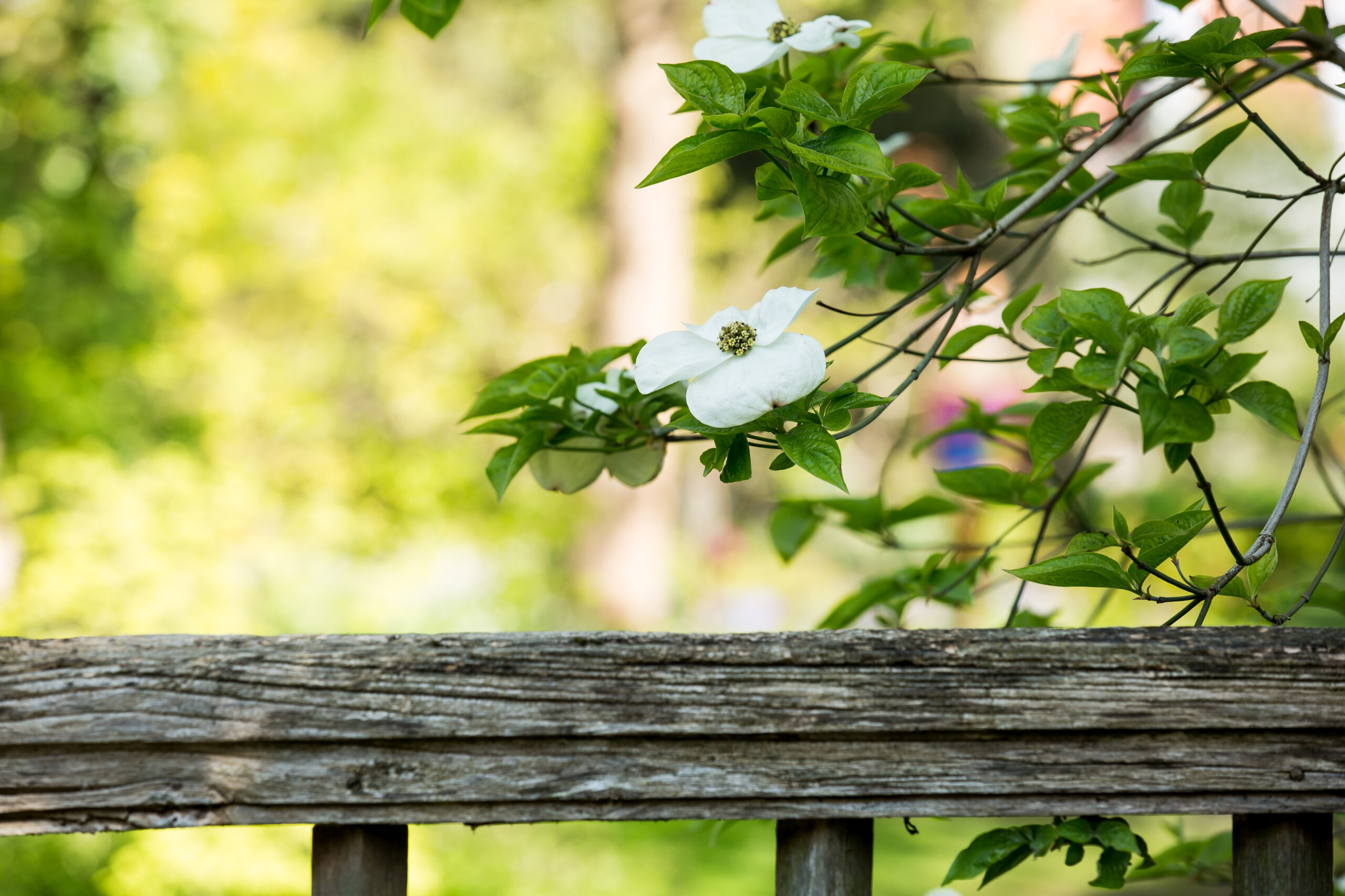 Bloeiende kornoelje in de Oude Hortus