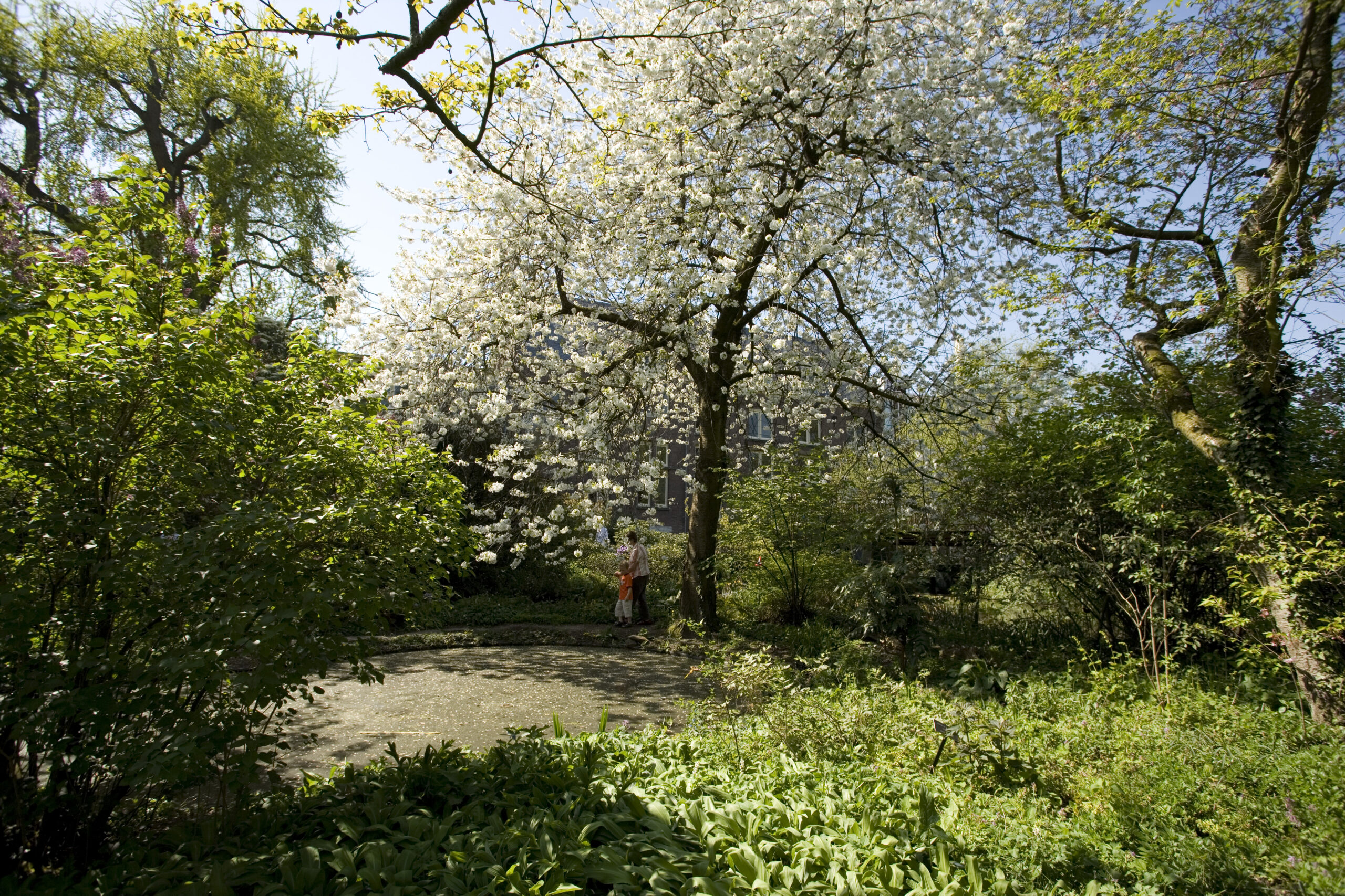 Bloeiende kersenboom in de Oude Hortus
