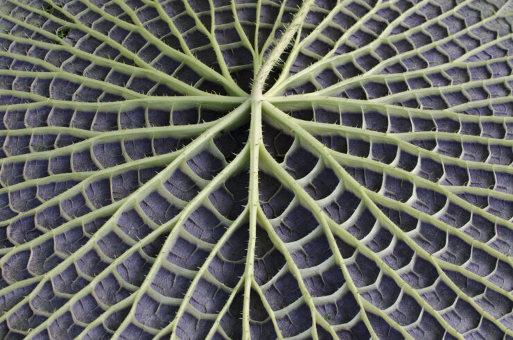 Nerven aan de onderkant van het blad van de Victoria amazonica