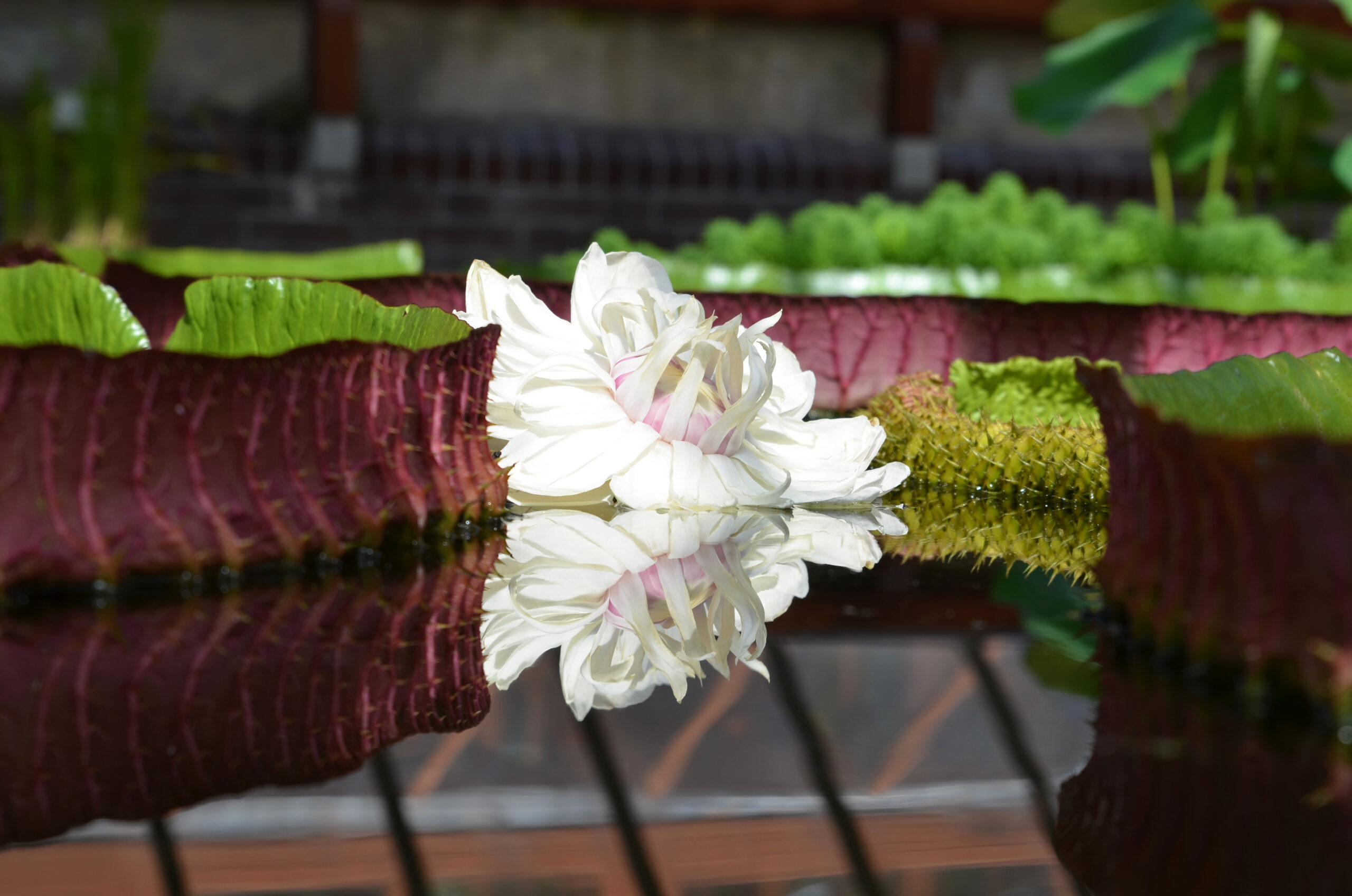 Witte bloem en bladeren van de Victoria amazonica