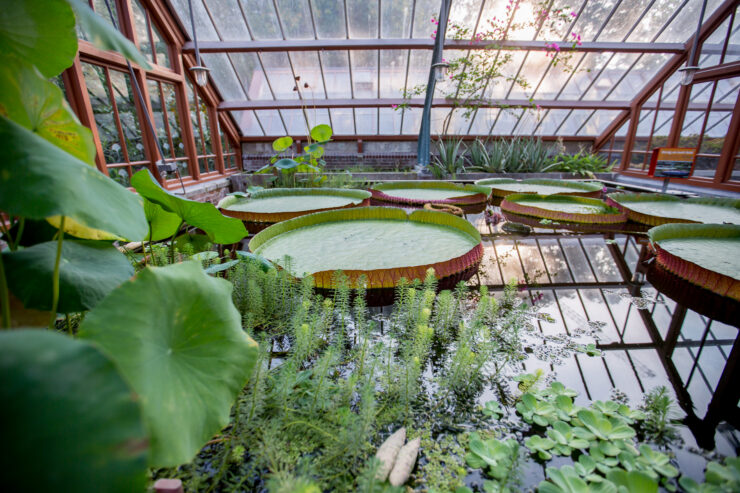Victoria amazonica in de kassen van de Oude Hortus Utrecht