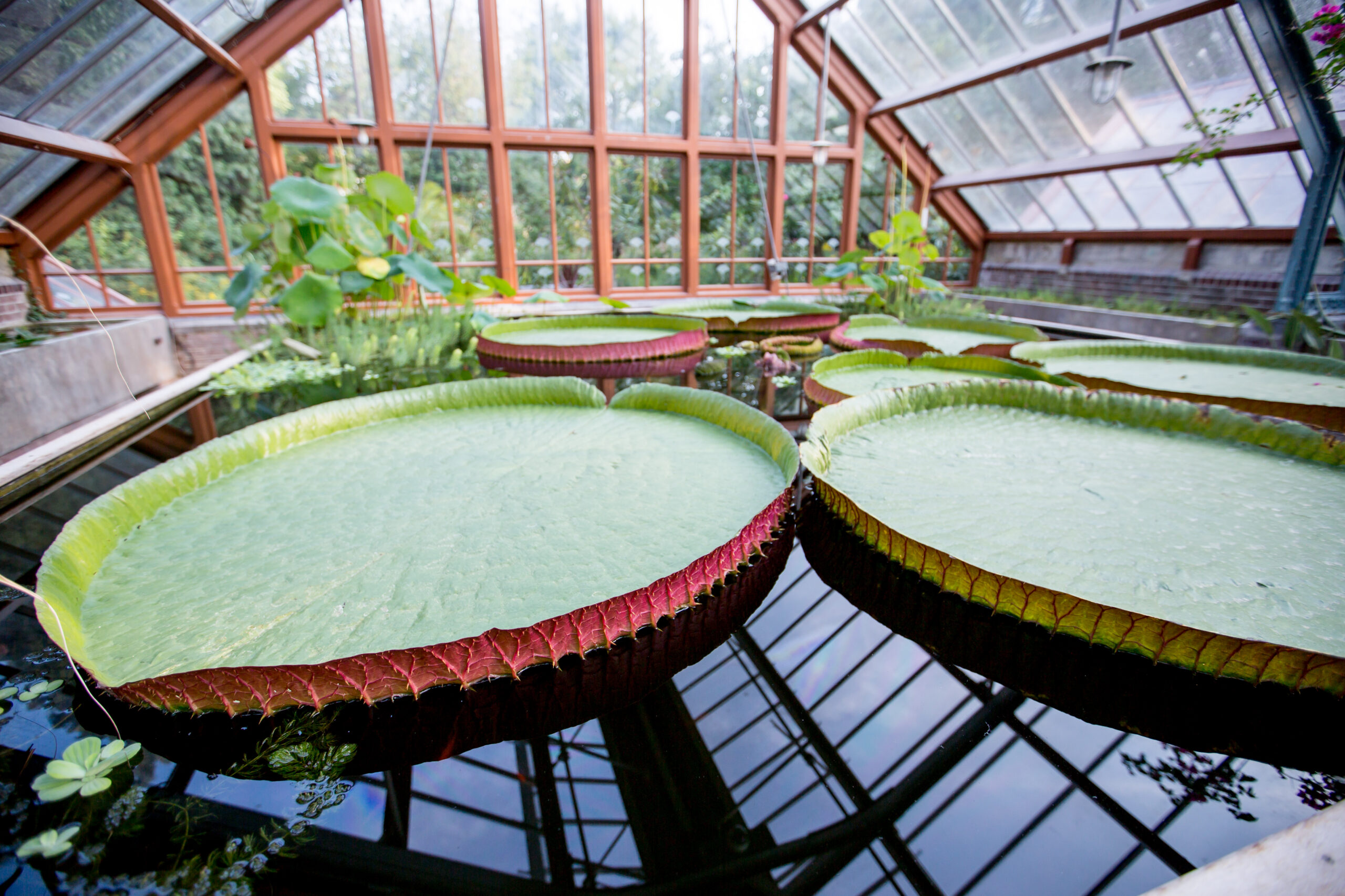 Bladeren van de Victoria amazonica