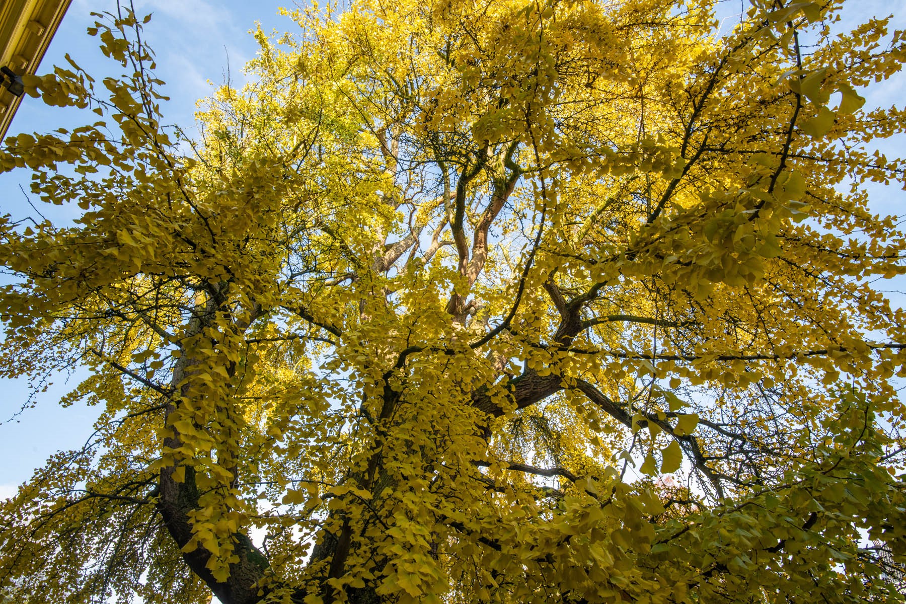 Goudgele ginkgo biloba in de Oude Hortus