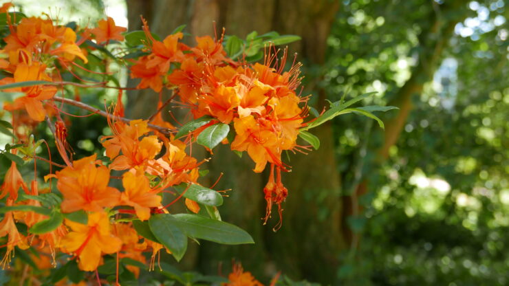 Oranje rhododendron in de Oude Hortus