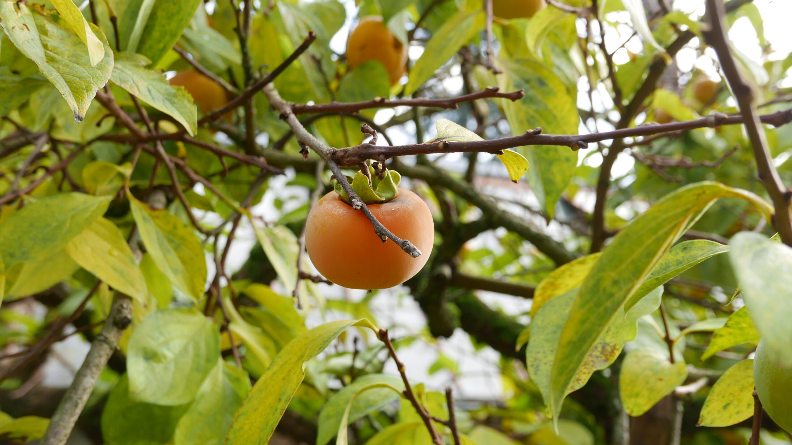 Kaki in de Oude Hortus