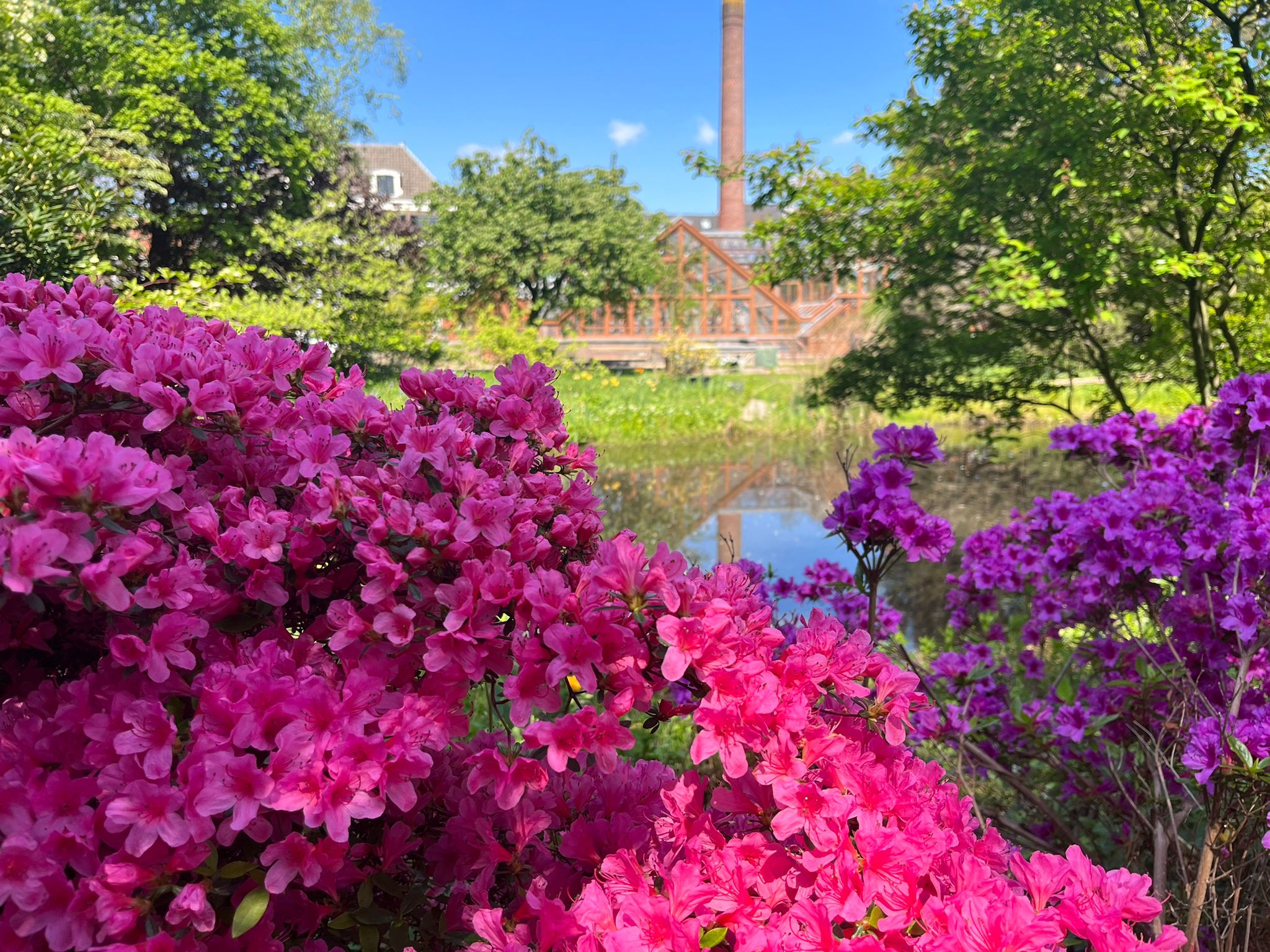 Bloeiende roze rhododendron in de Oude Hortus