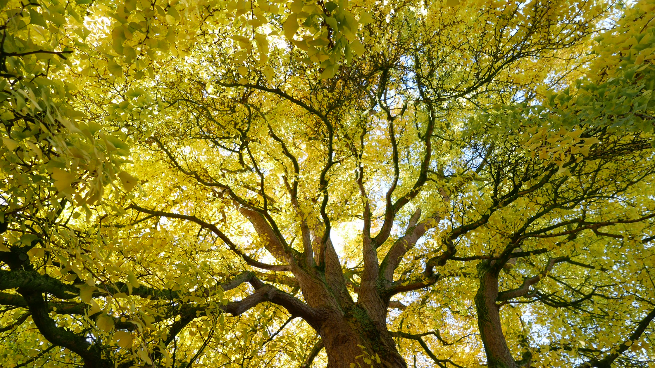 Ginkgo biloba in de Oude Hortus Utrecht