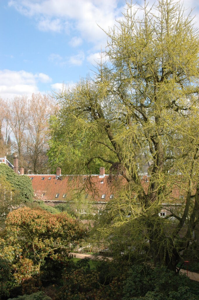 Ginkgo biloba in de Oude Hortus