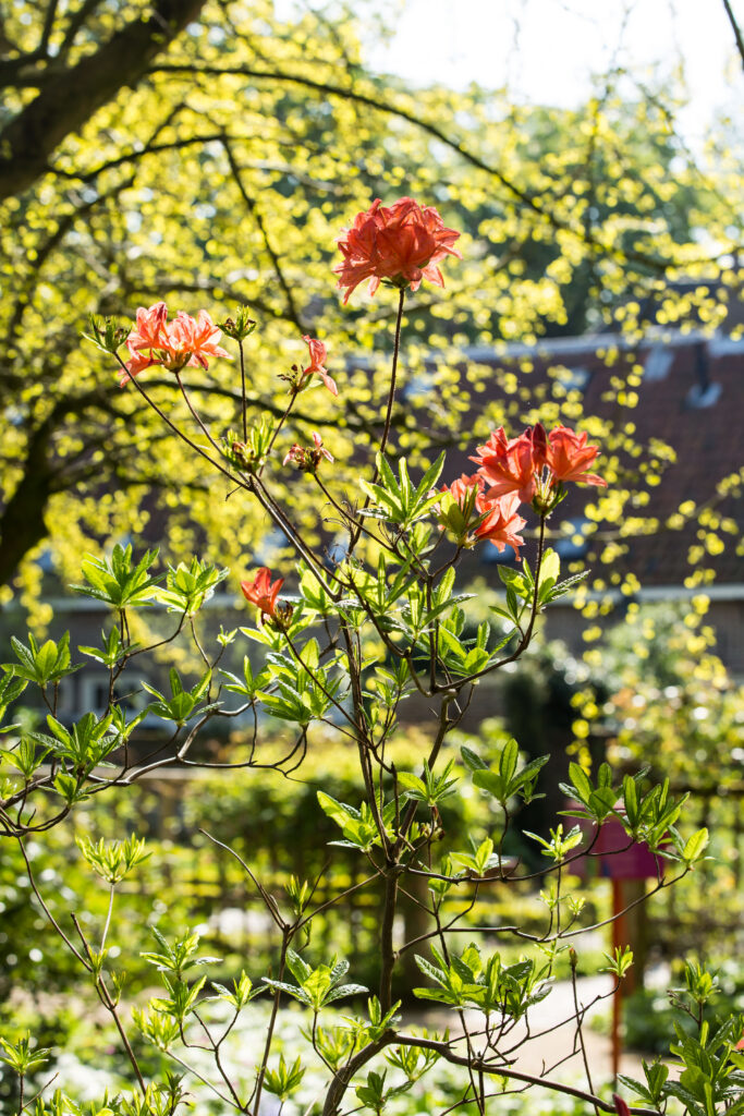 Oranje rhododendron in de Oude Hortus