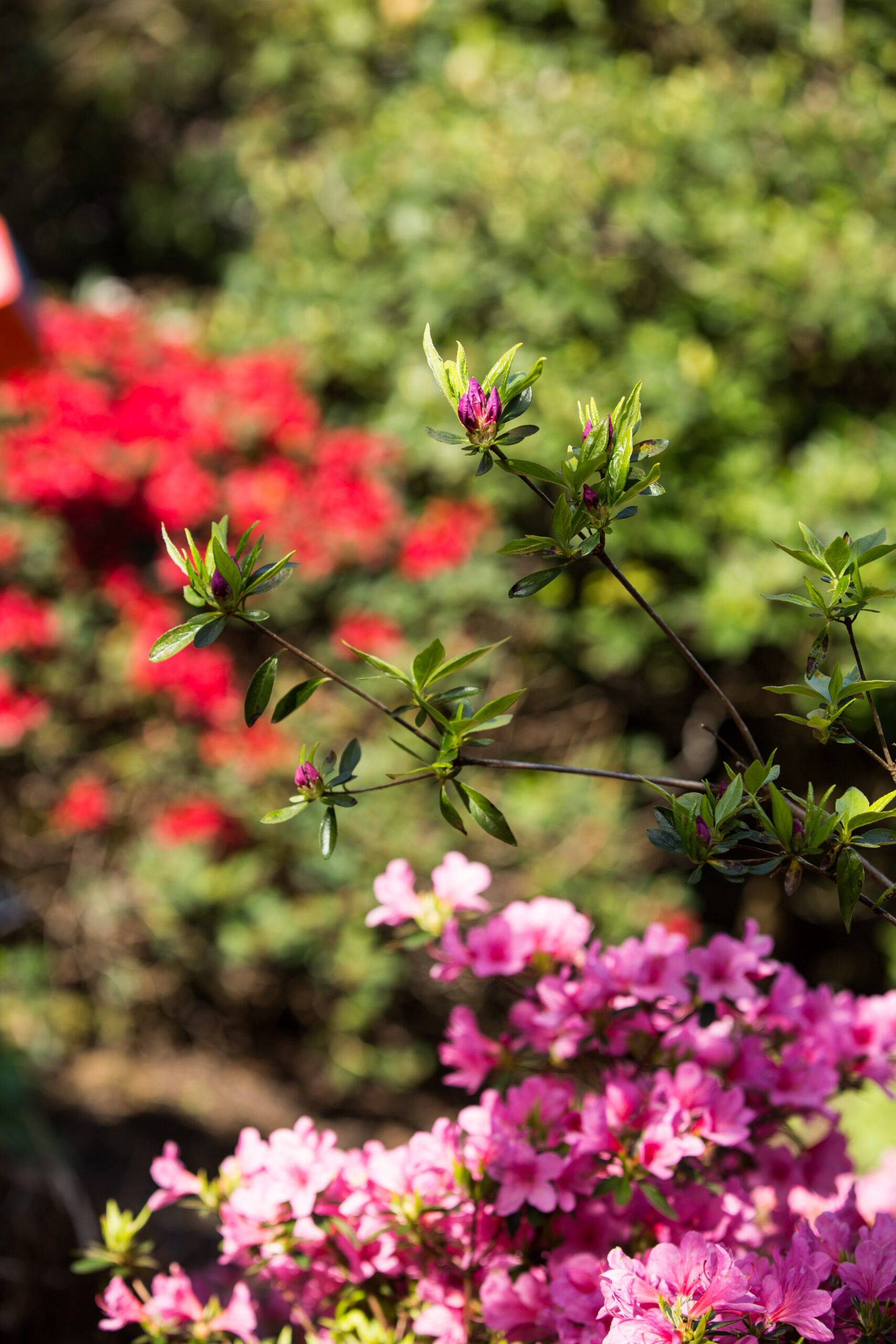 Rhododendrons in de Oude Hortus