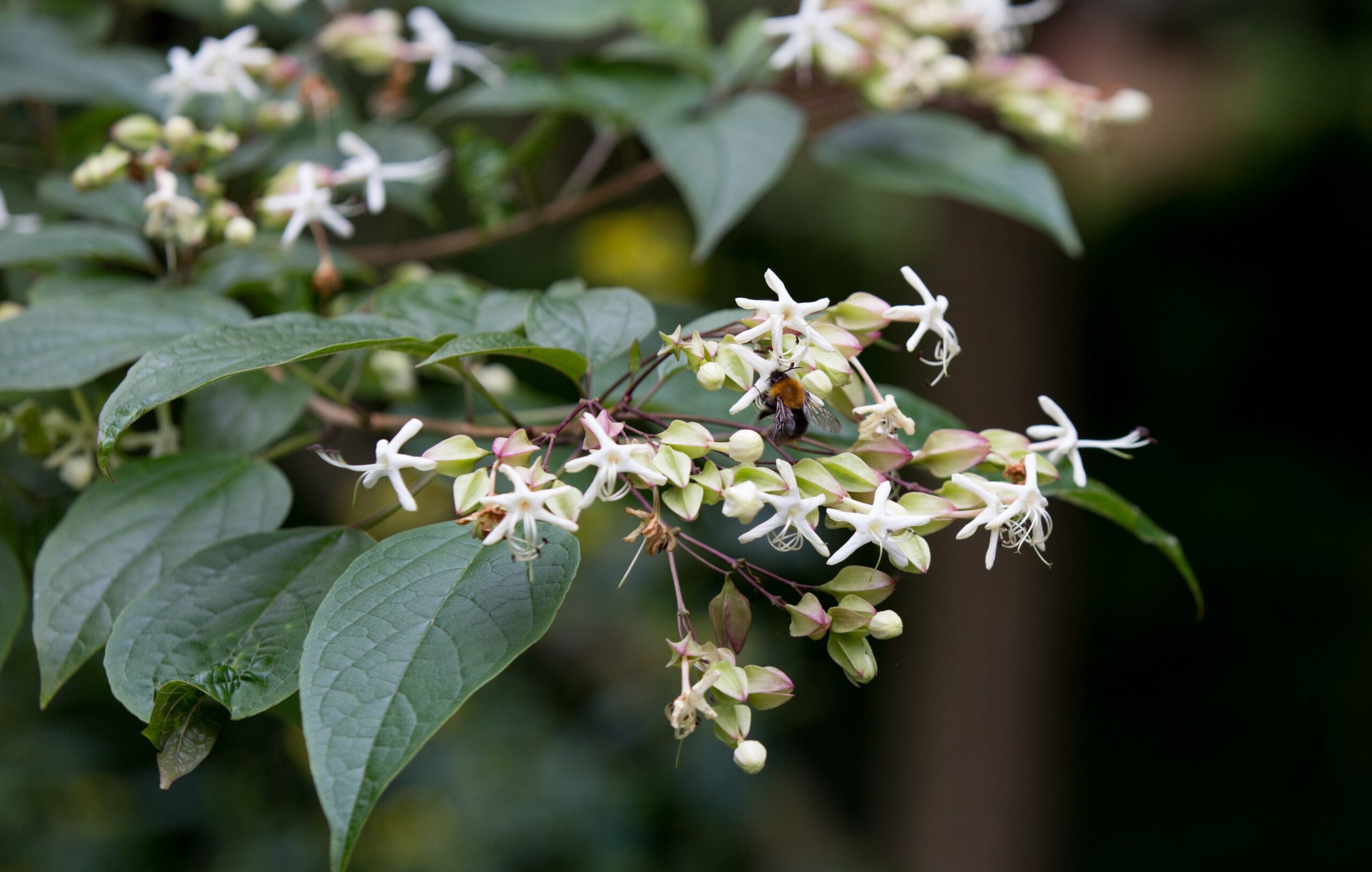 Pindakaasboom in de Oude Hortus
